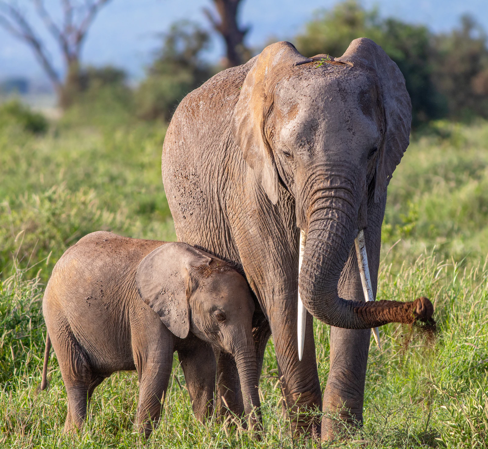 An elephant in a grass field