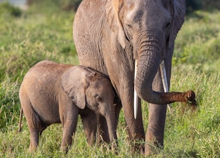 brown elephant on green grass field during daytime