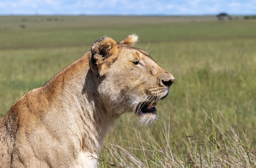 brown lioness on green grass field during daytime