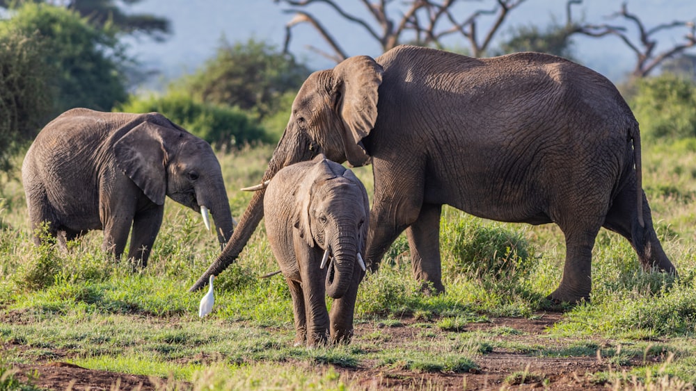 brown elephant on green grass field during daytime