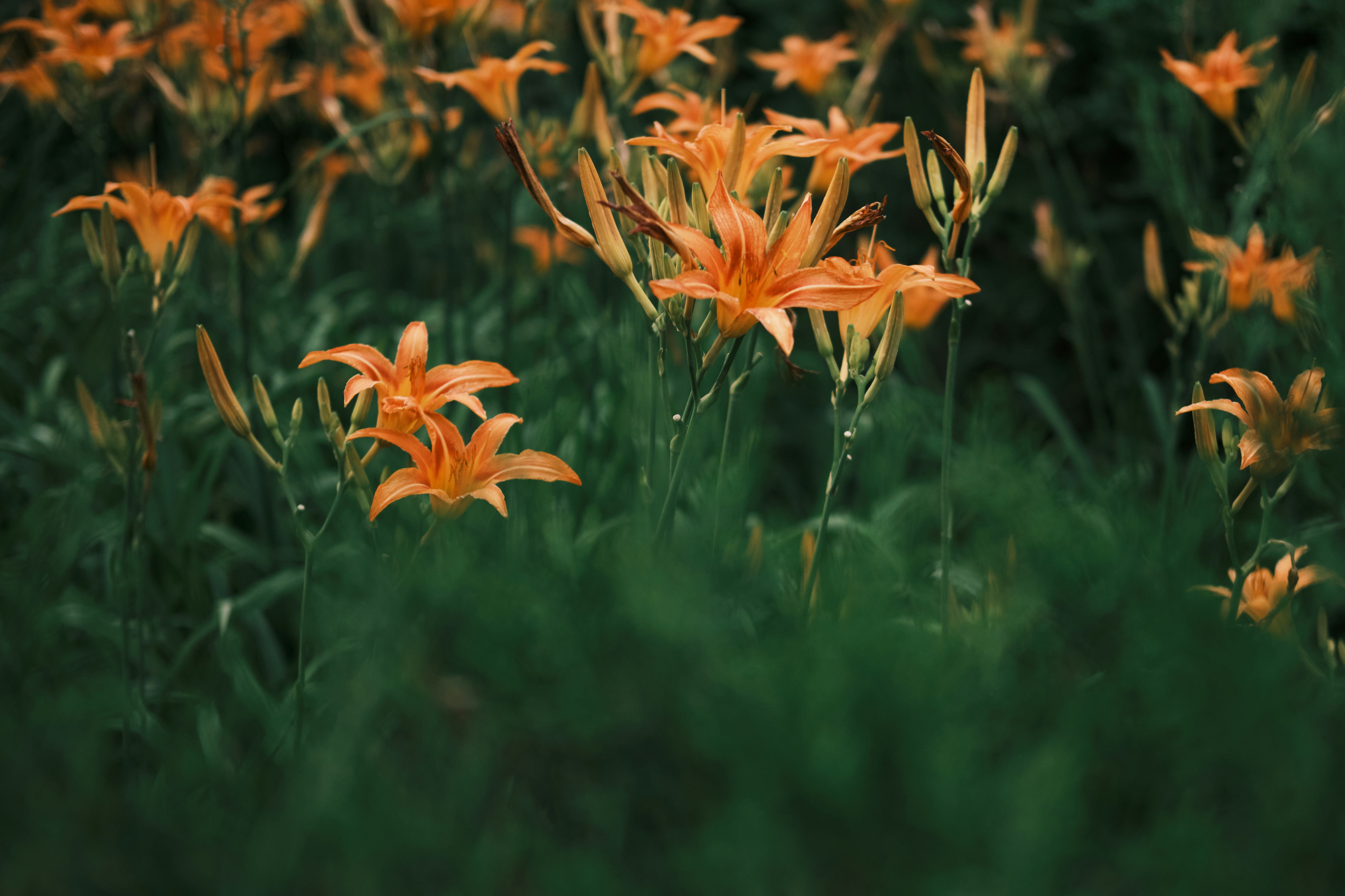 Photo by chriszhang0806