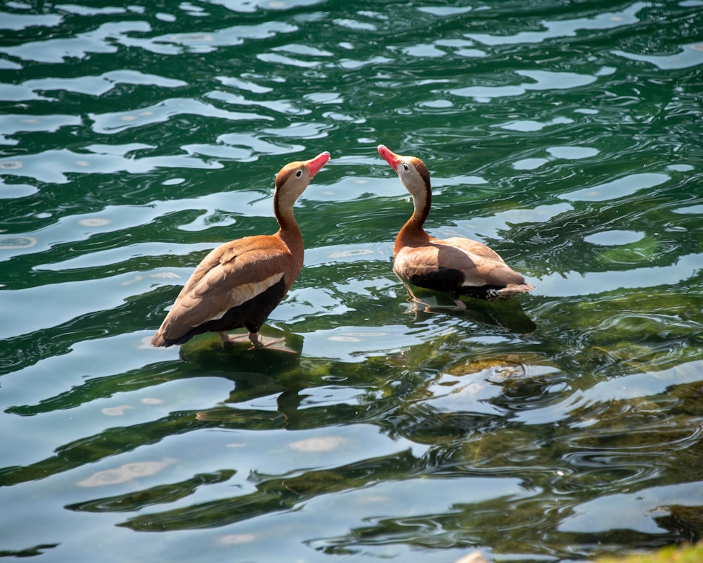 white and brown swan on water during daytime