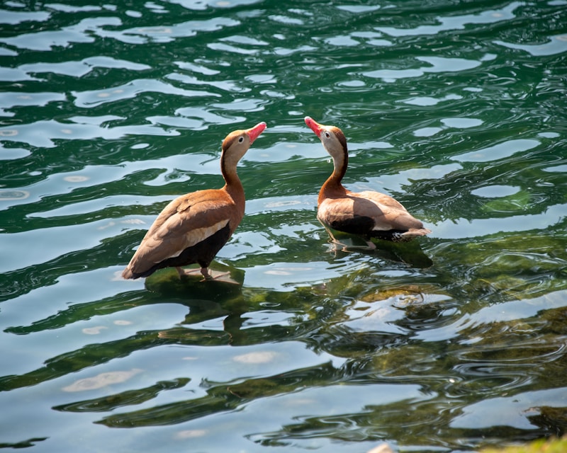 Cygne sur eau en journée