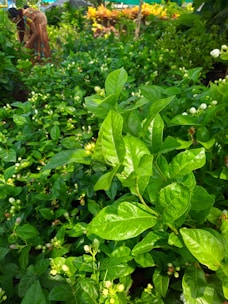 A gardener examining Artemisia annua plants in a sunny garden patch.