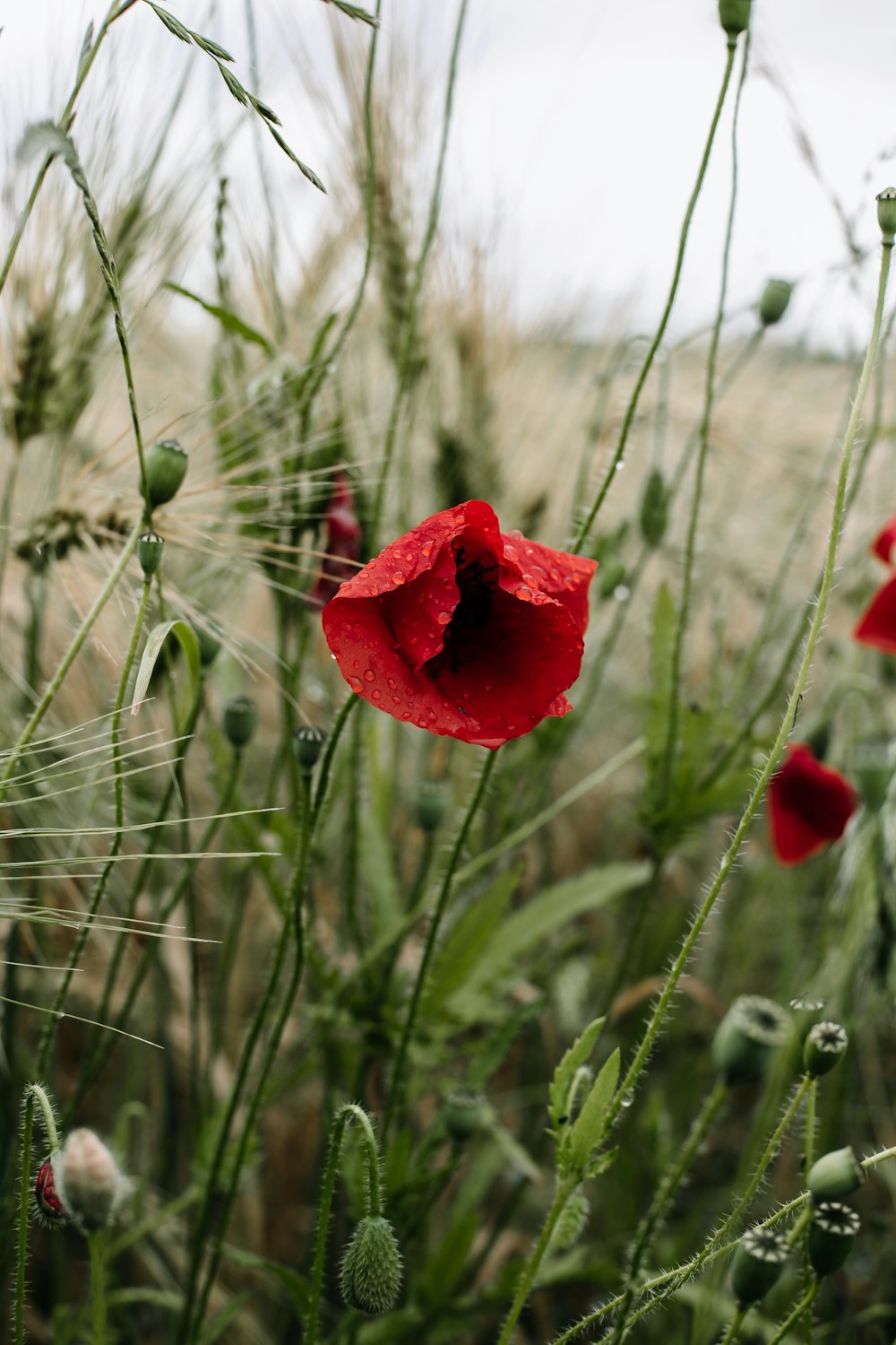 red flower in tilt shift lens