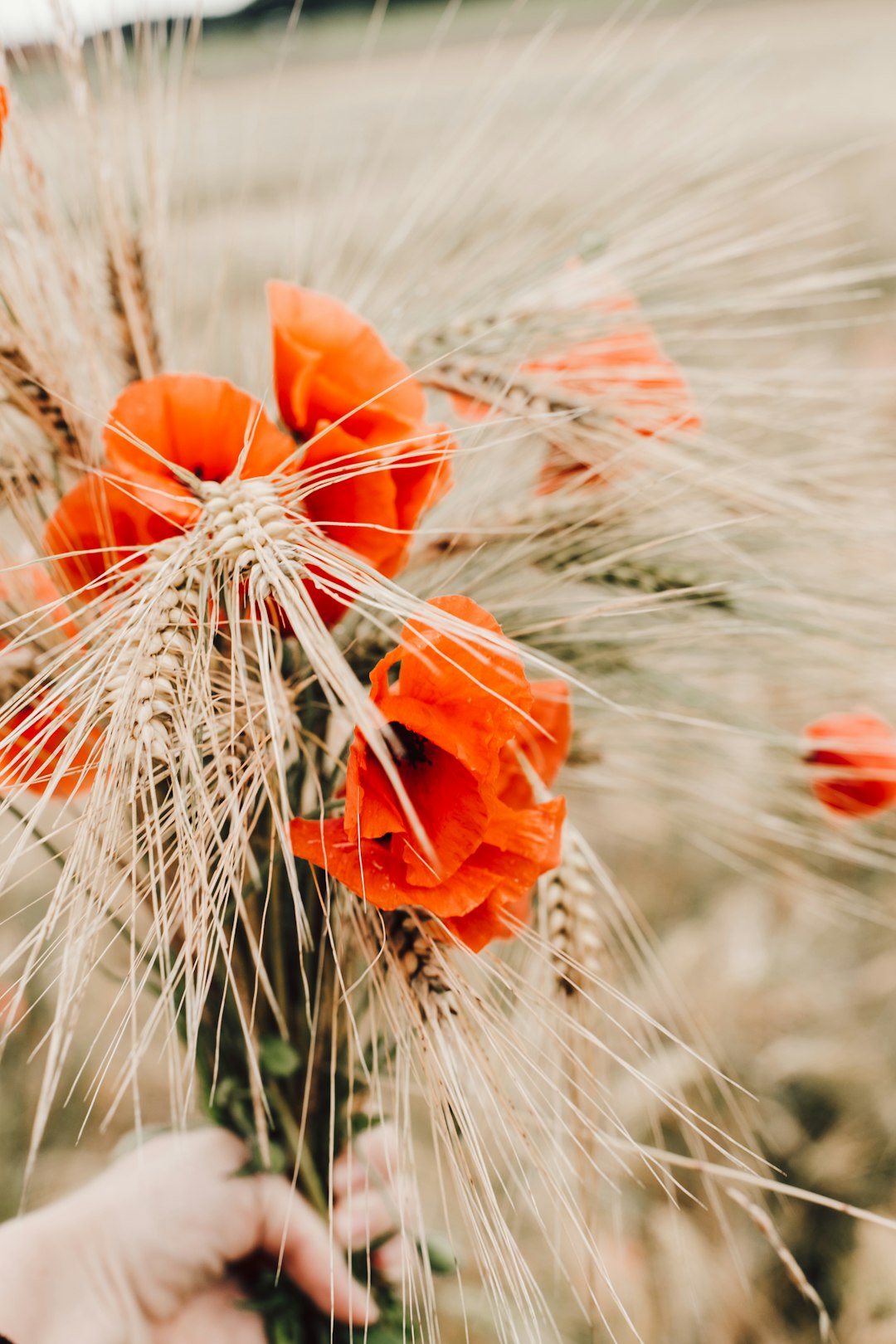 orange flower in macro lens photography