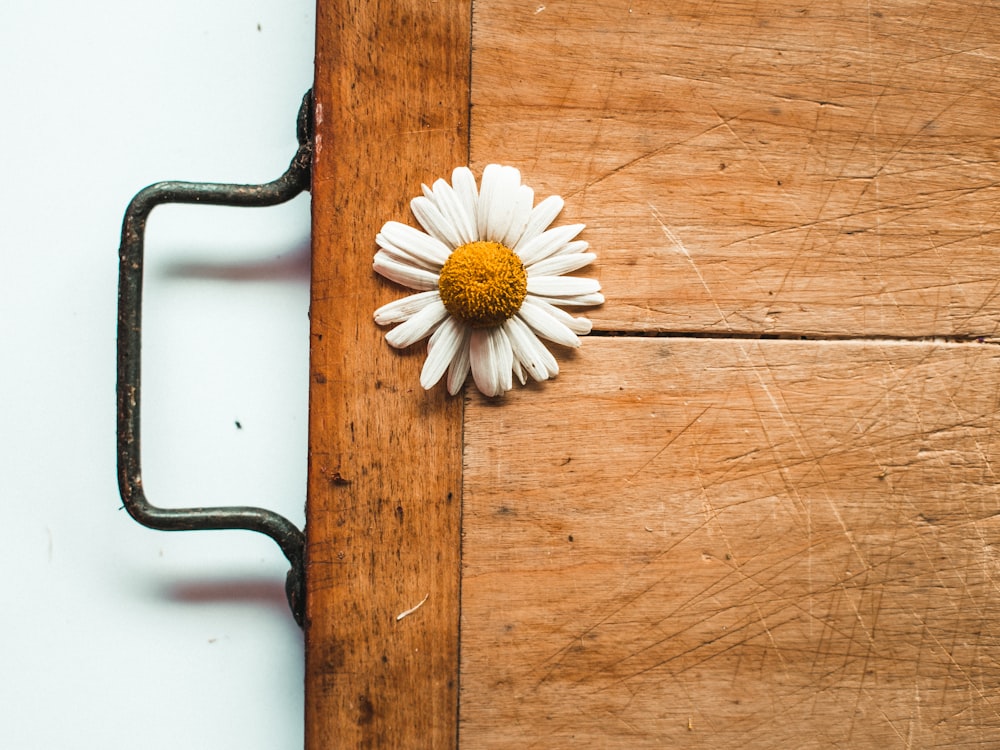 white daisy on brown wooden table