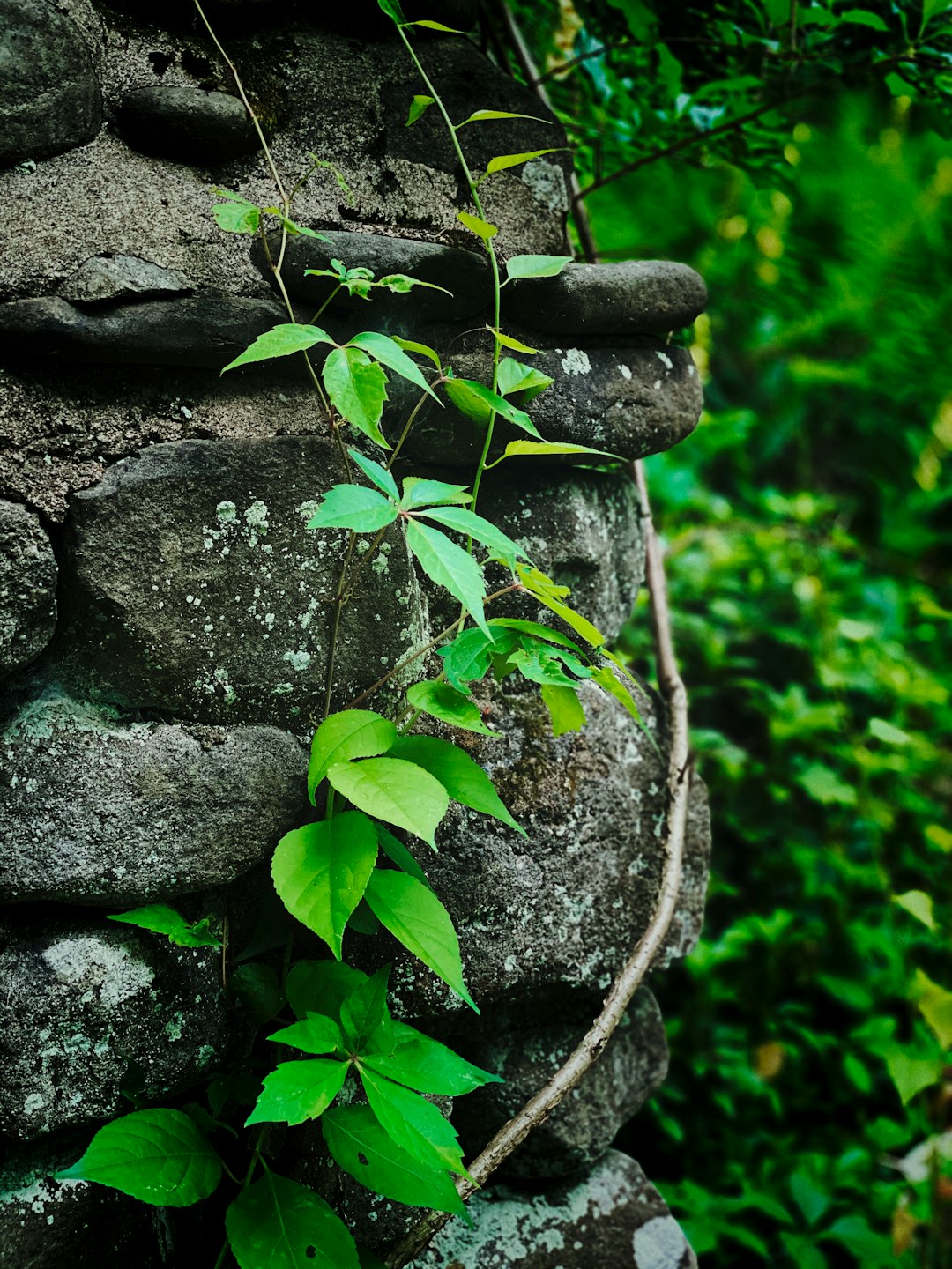 green moss on gray rock