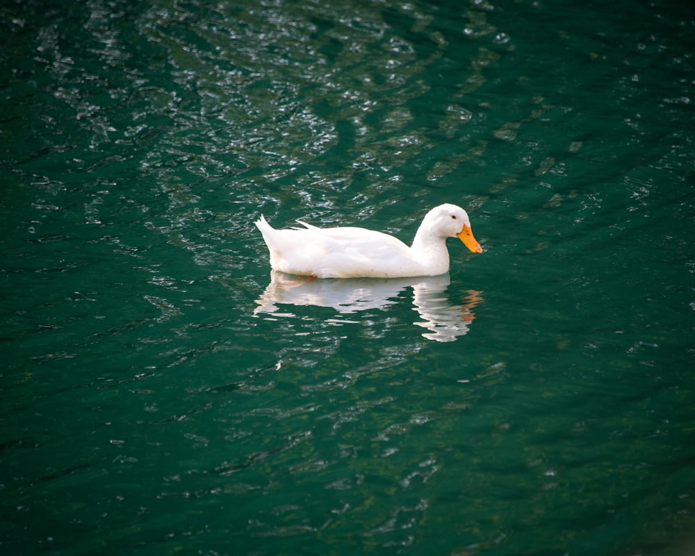 white swan on green water