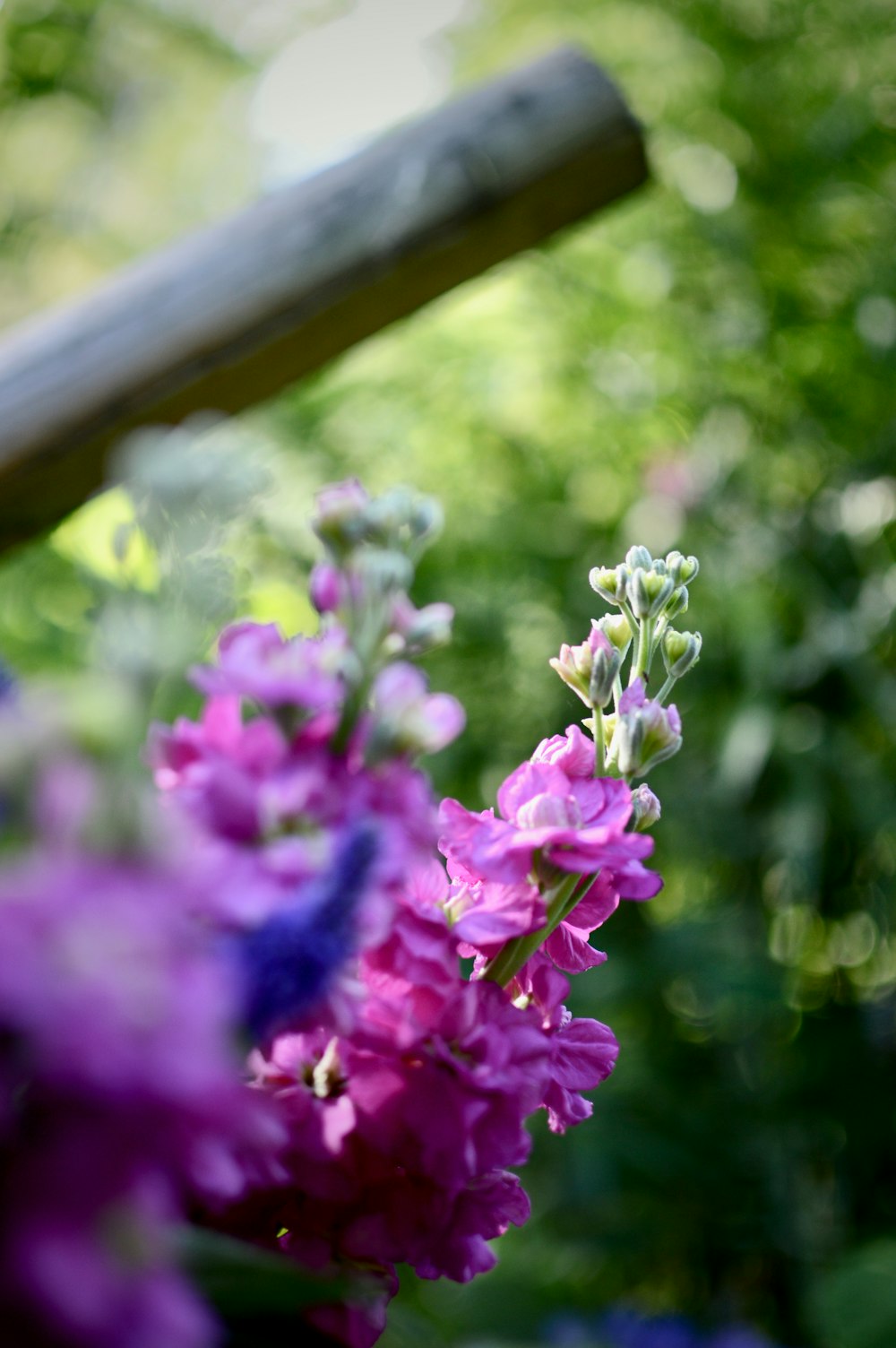 purple flowers in tilt shift lens