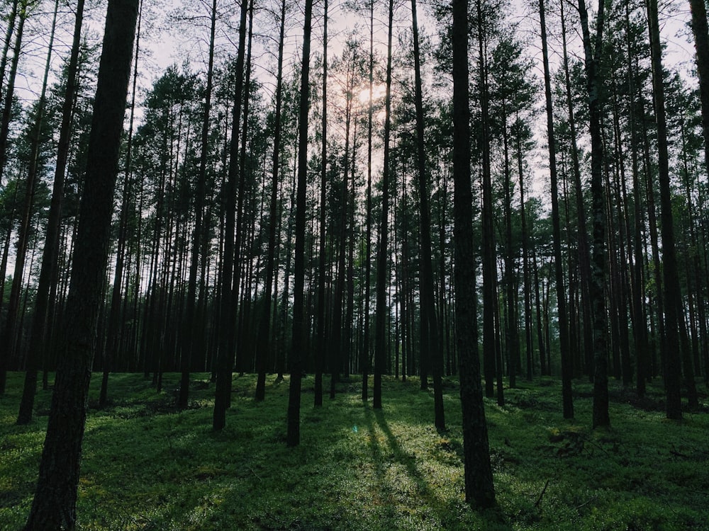 green grass field with tall trees