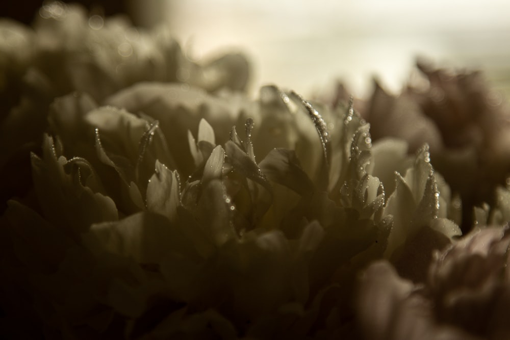 Graustufenfoto einer Blume mit Wassertröpfchen