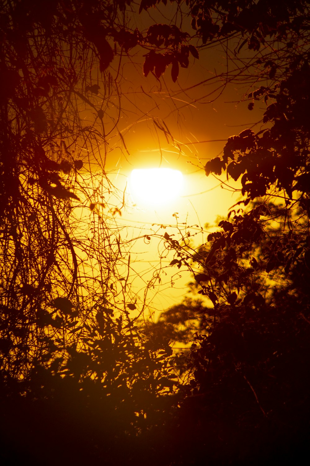 sun behind brown leaves during daytime