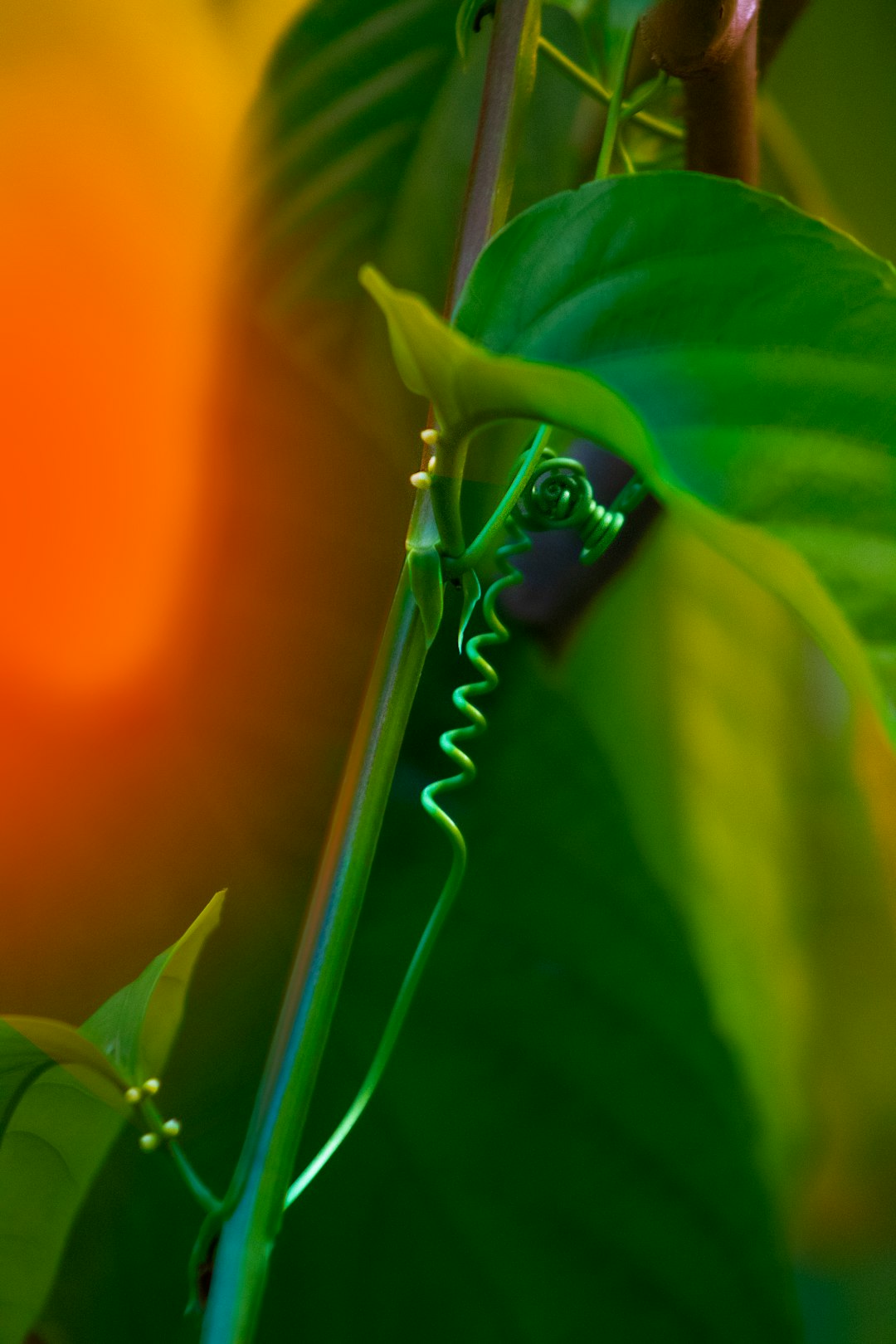 green frog on green leaf