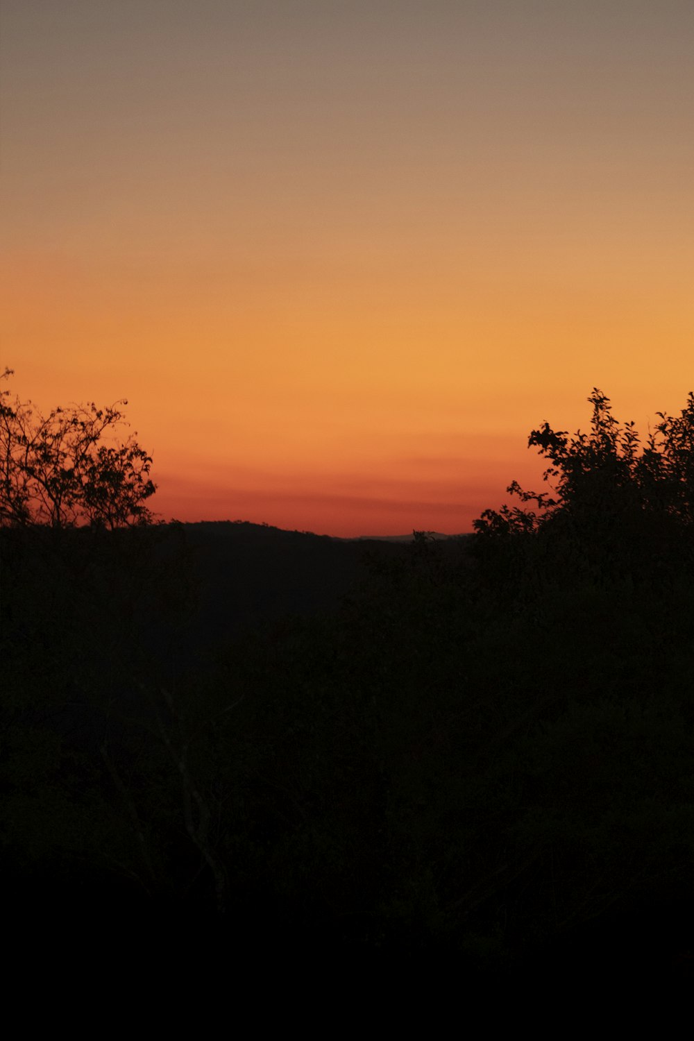 silhouette of trees during sunset