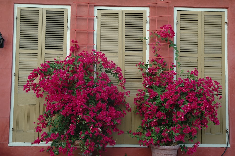 pink flowers in front of red brick building