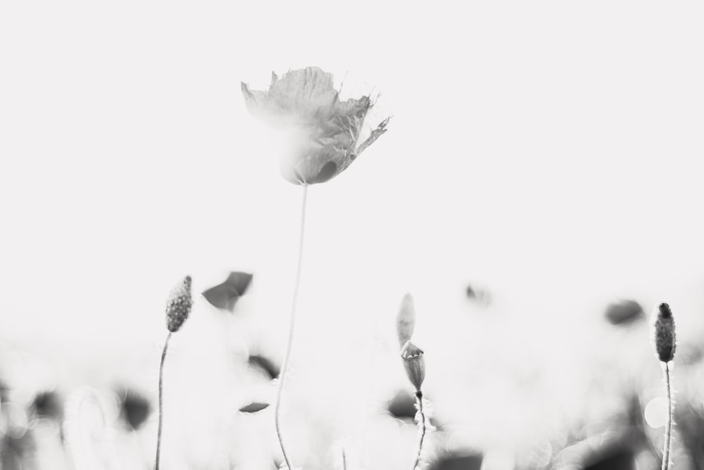 white flower in grayscale photography