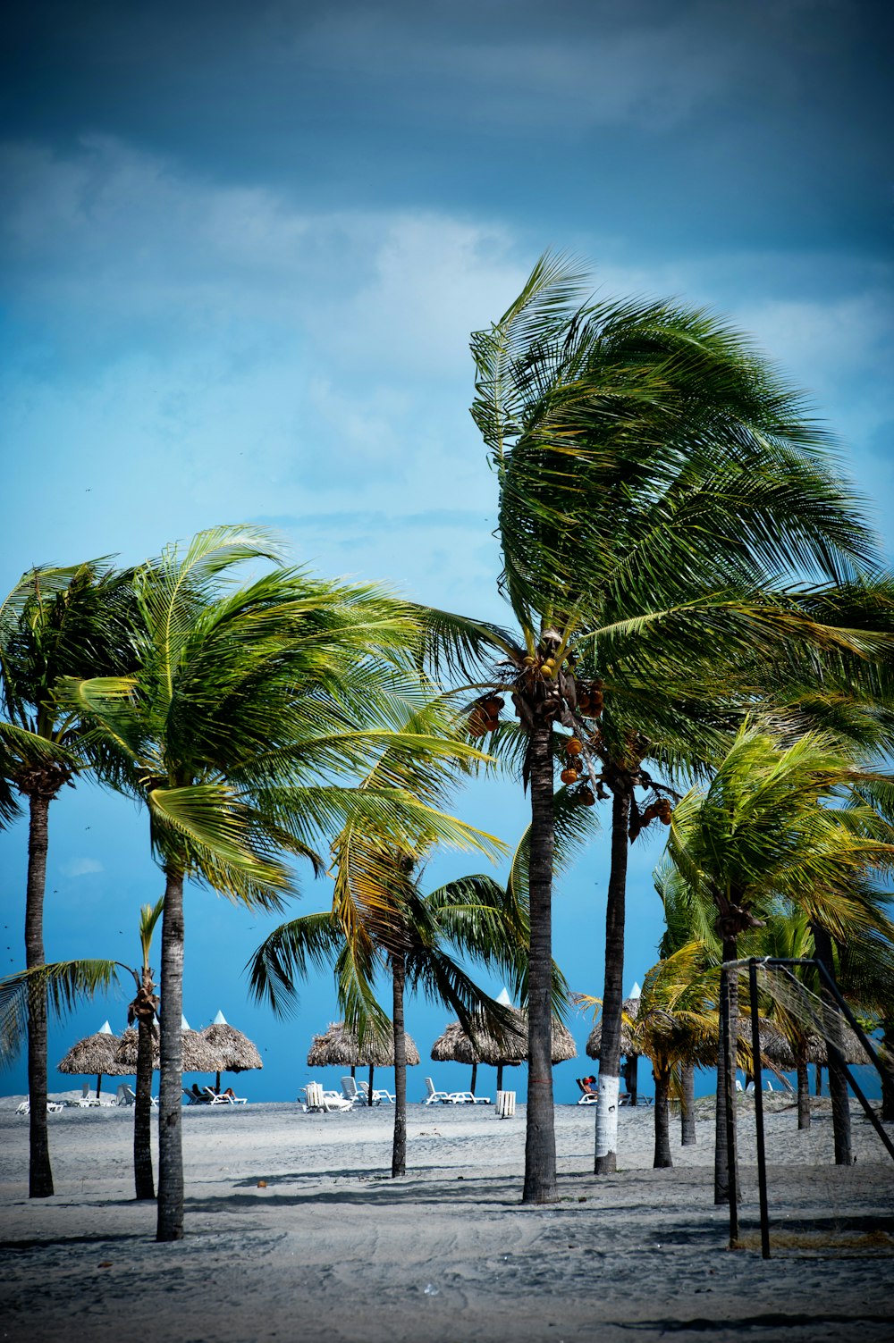 green palm trees under blue sky during daytime