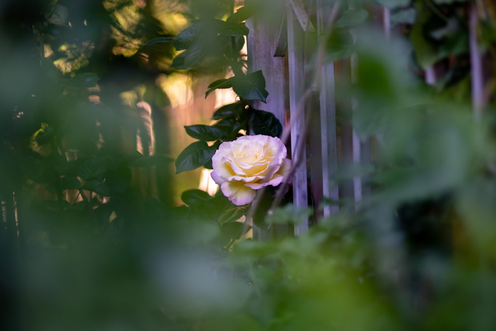 white and purple flower in tilt shift lens