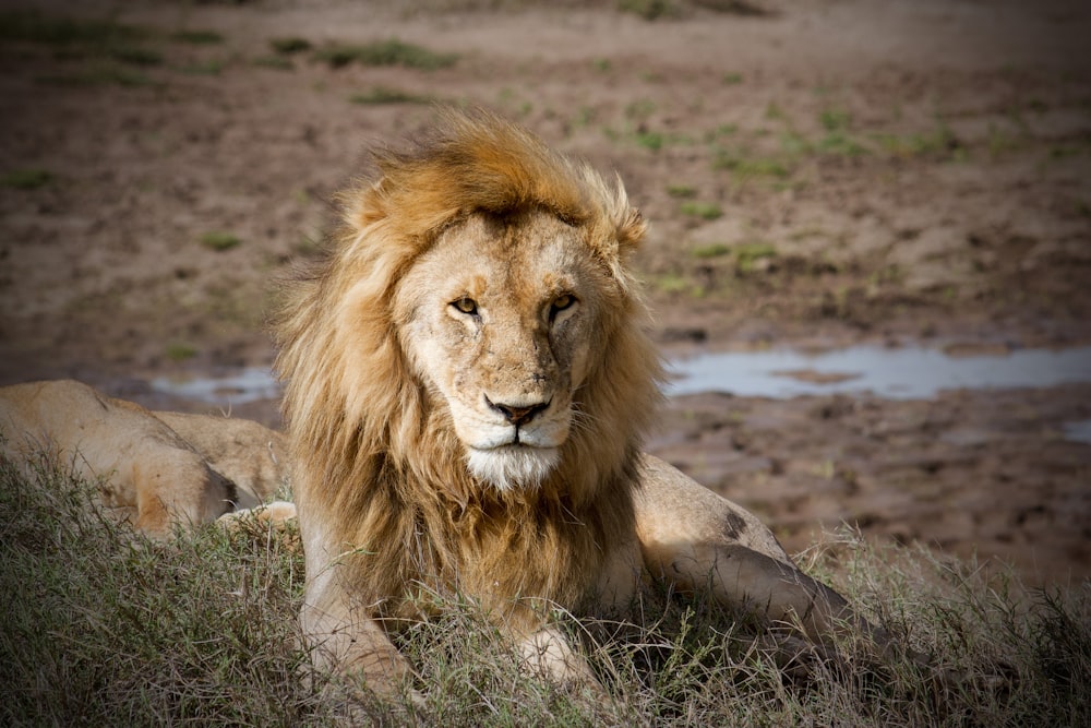 brown lion lying on brown soil during daytime