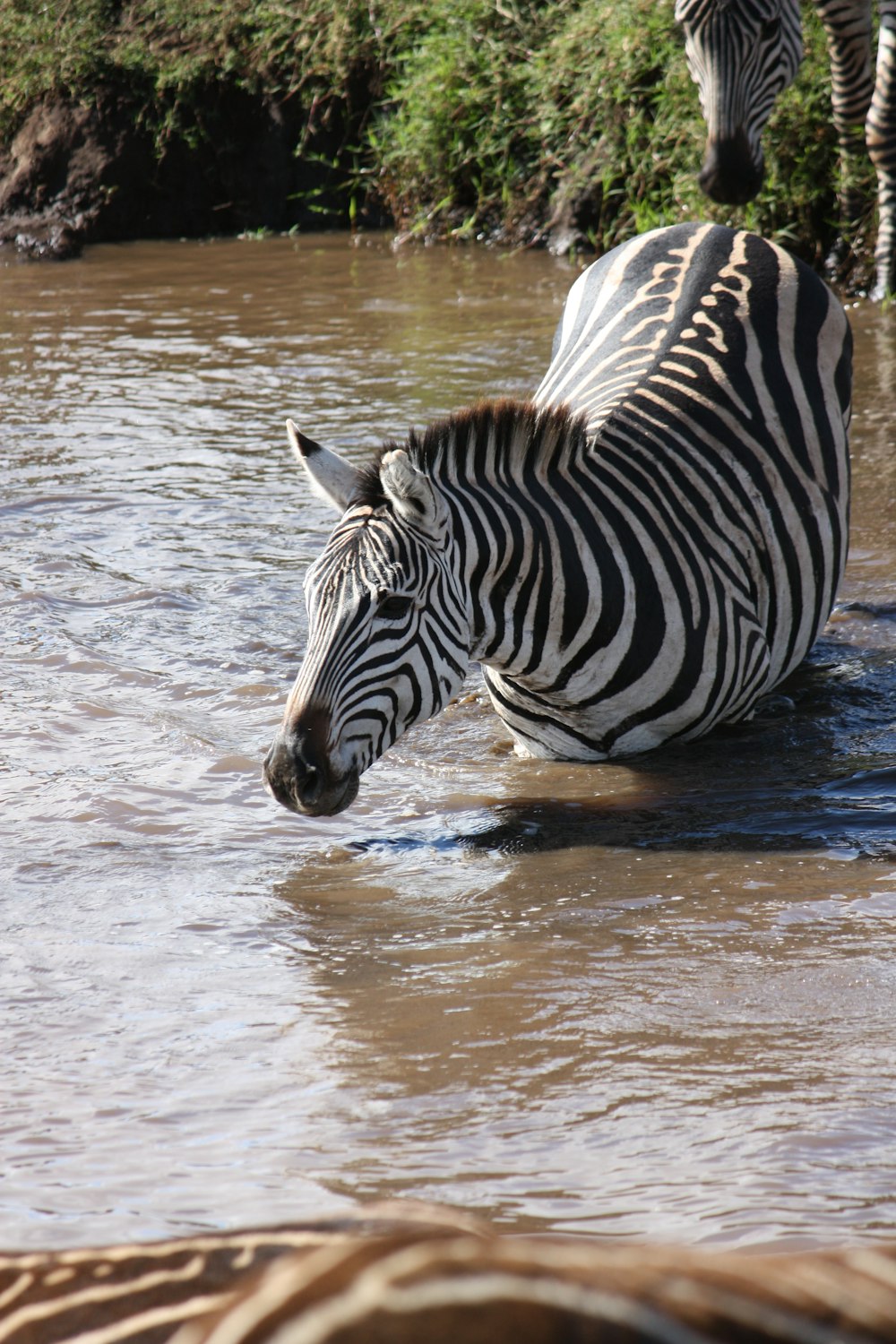 zebra on water during daytime