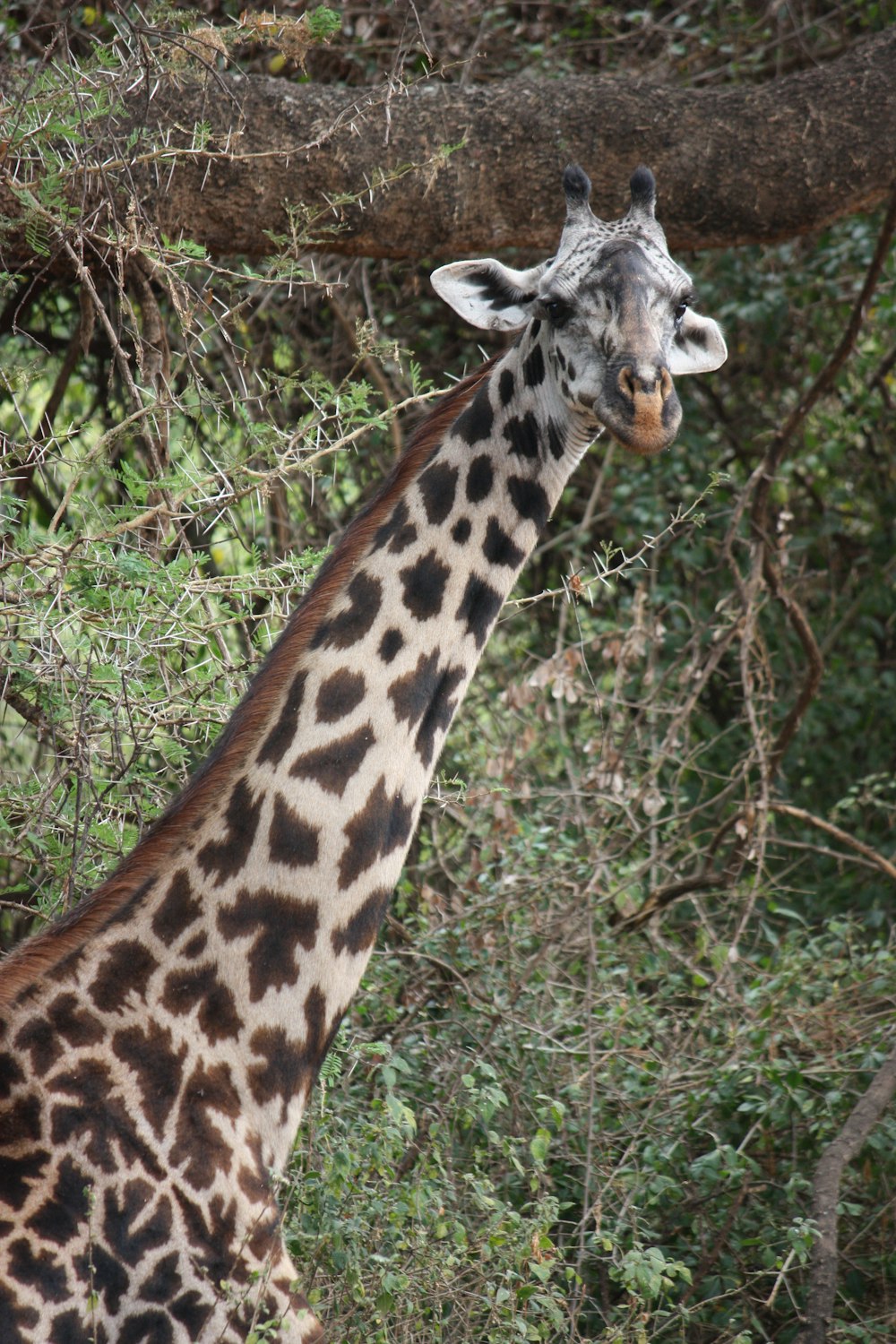 brown and black giraffe eating grass