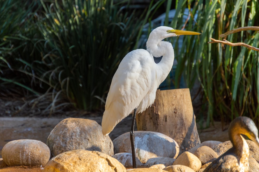 white bird on brown rock