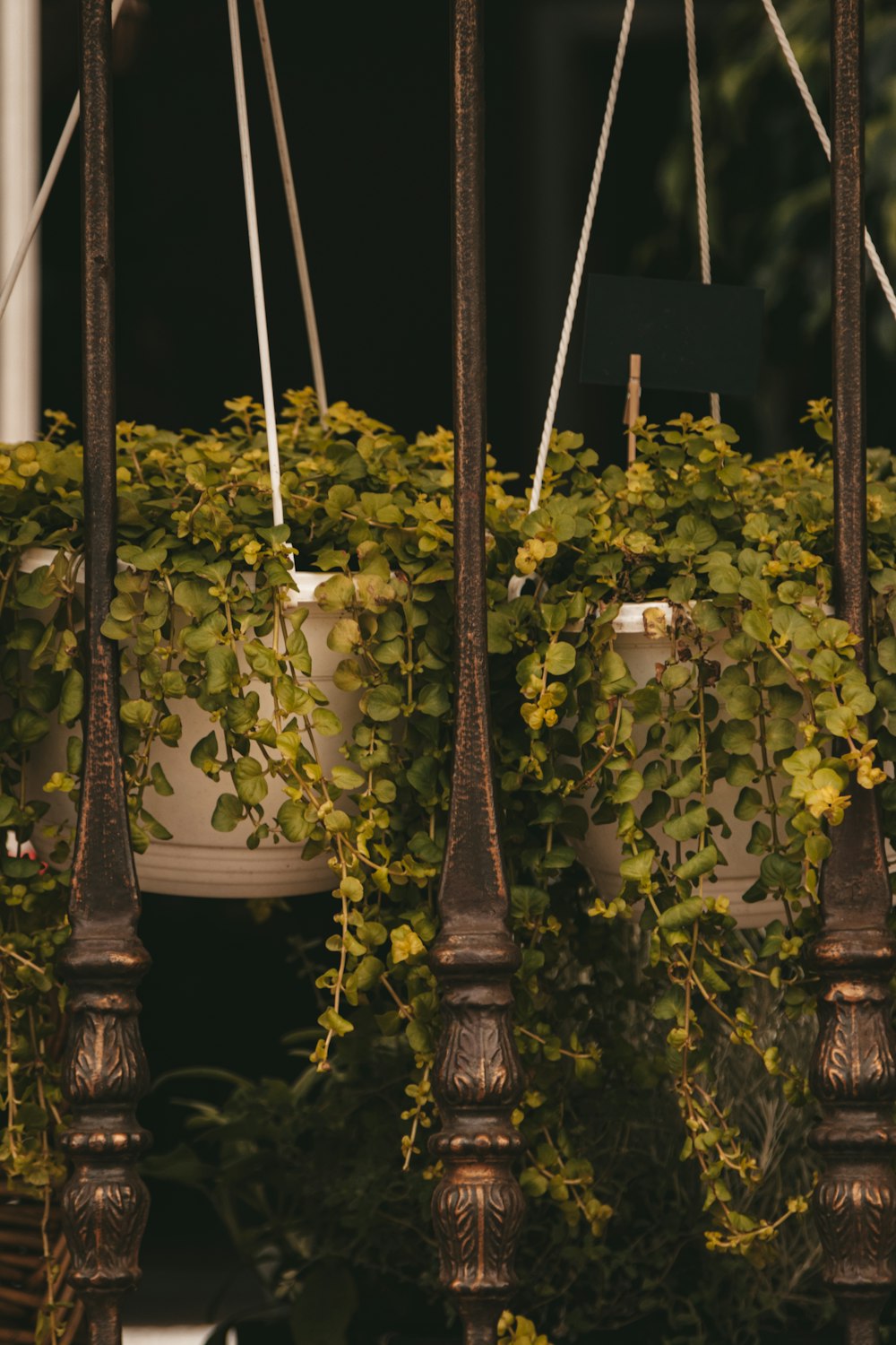 green plant with yellow flowers