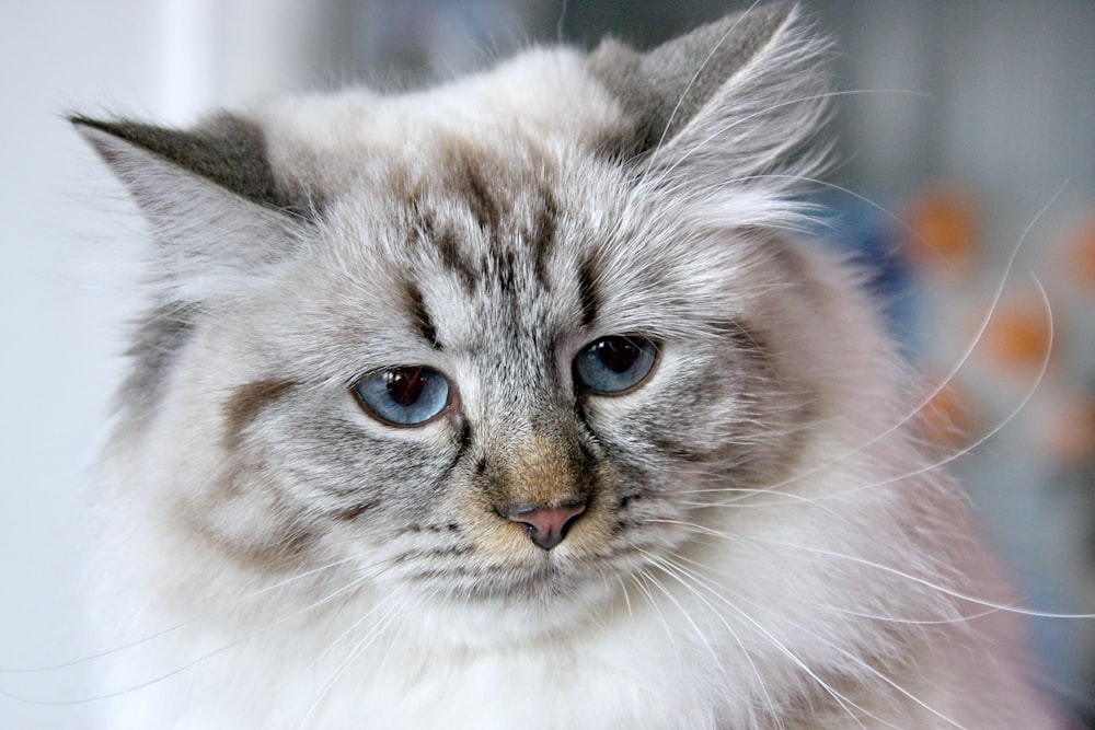 brown and white tabby cat