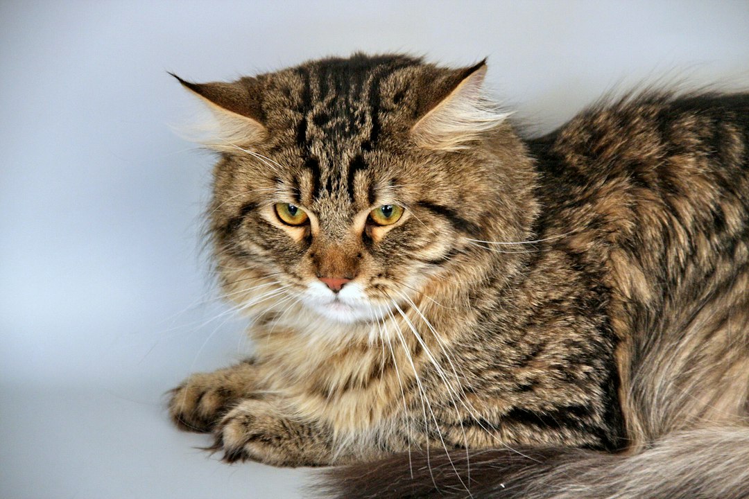 cat litter scoop
