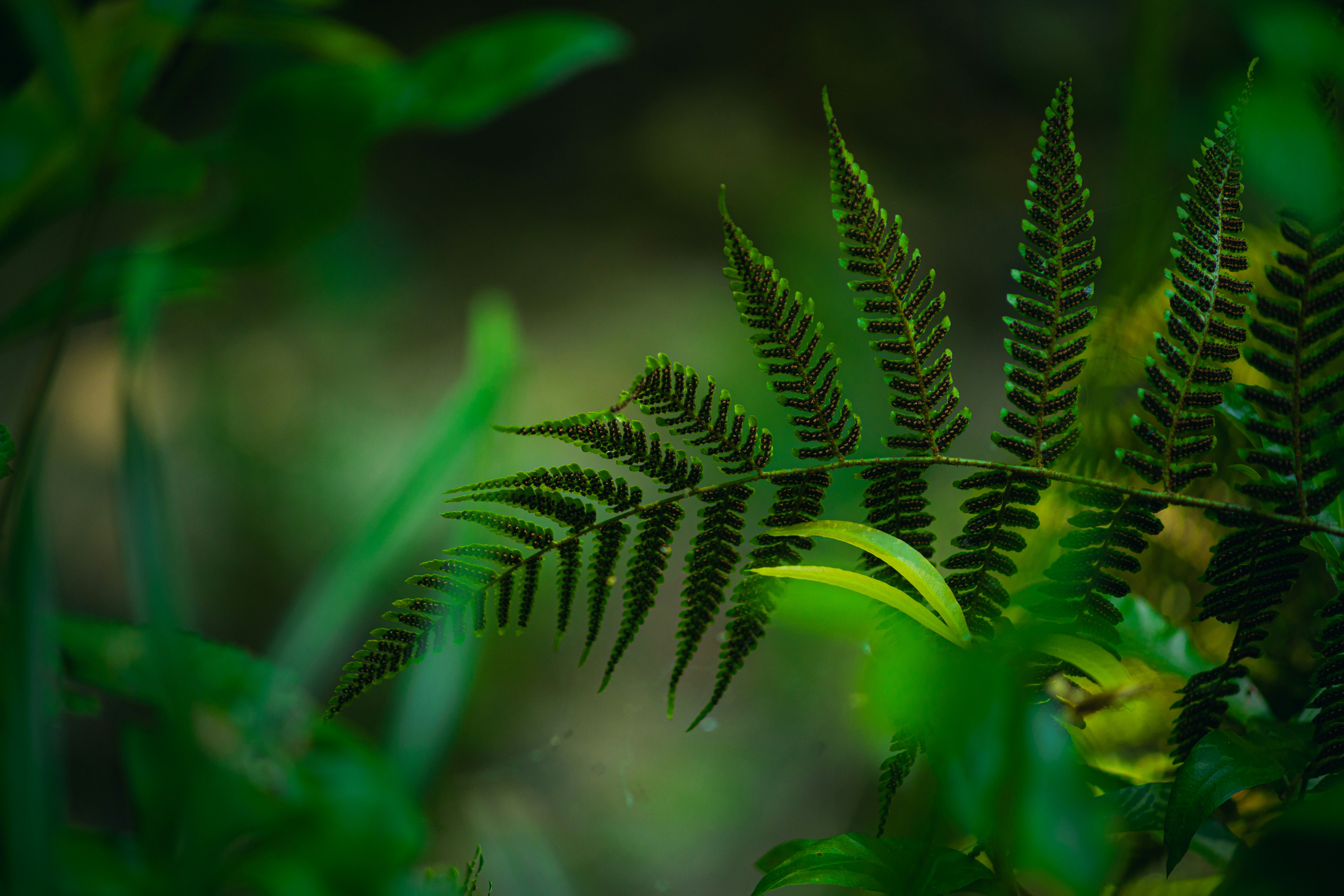 Photo by timothycdykes