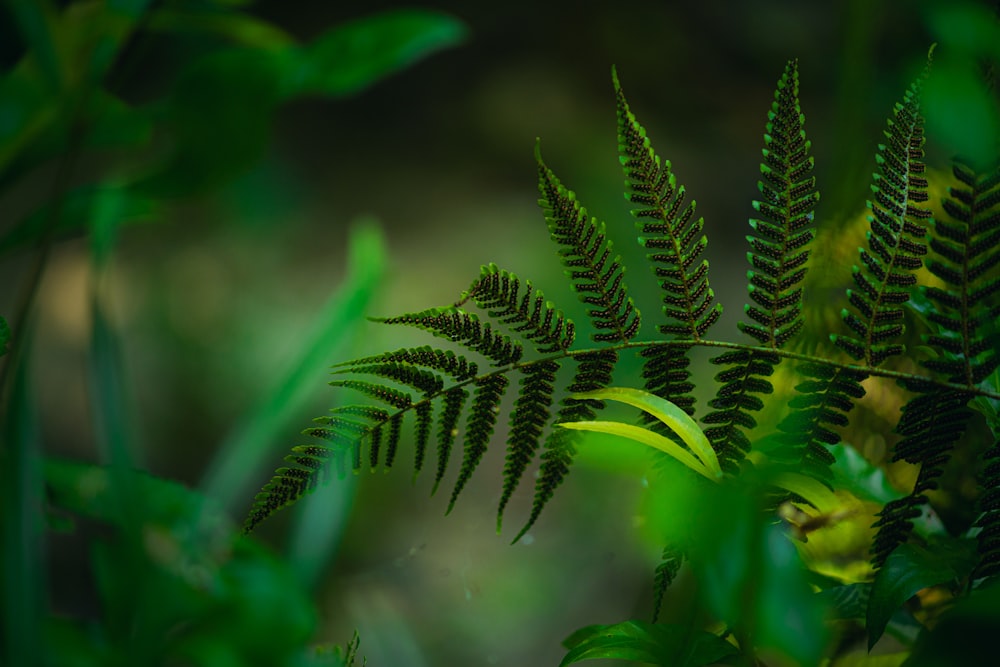 green fern plant in close up photography