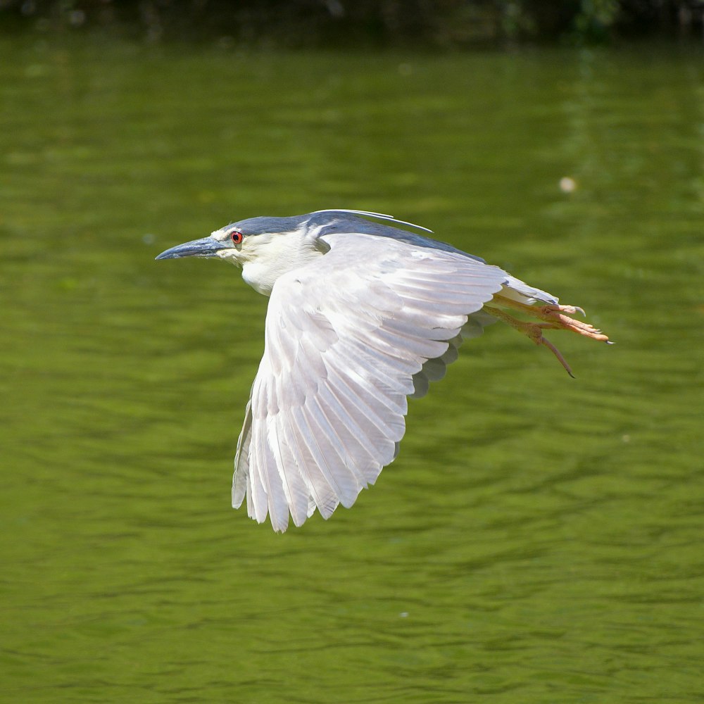 white bird flying over the lake during daytime
