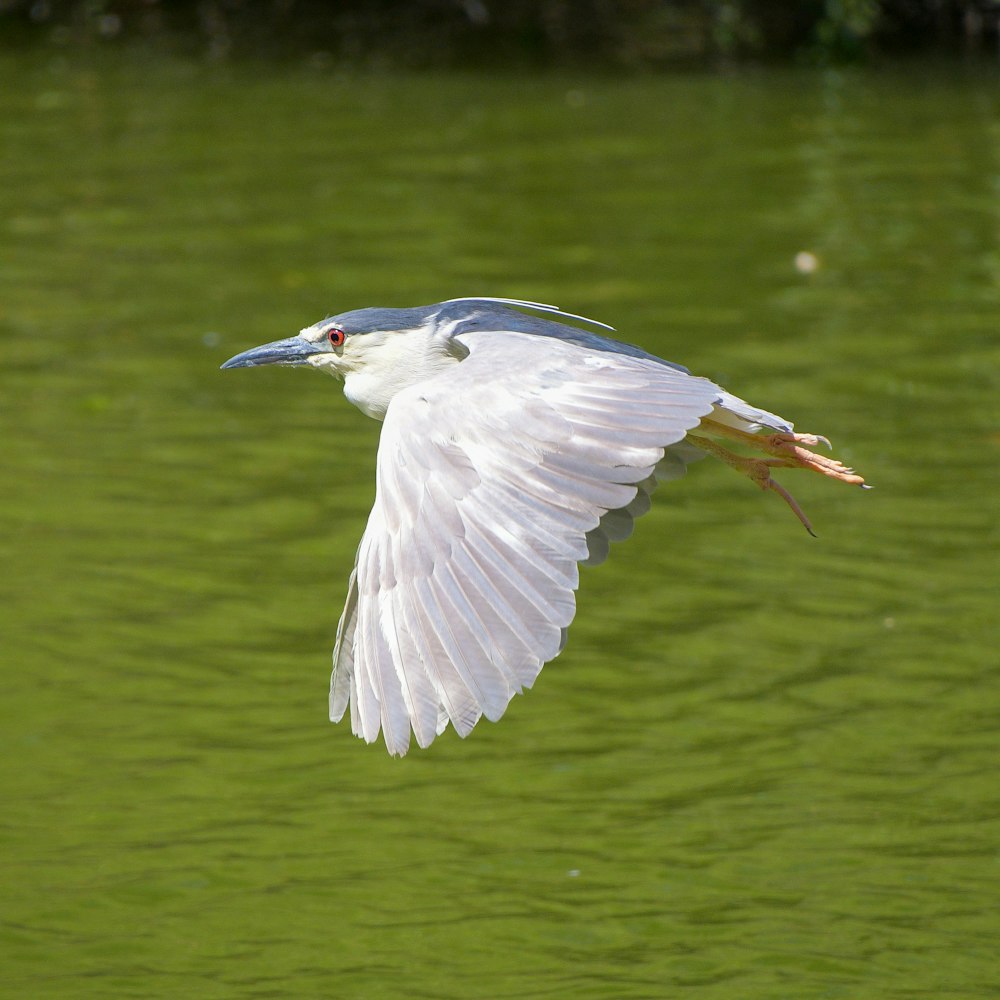 Weißer Vogel, der tagsüber über den See fliegt