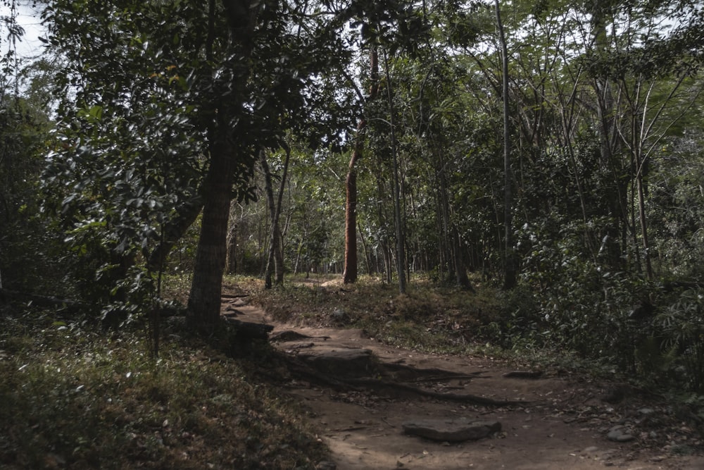 green trees on brown soil