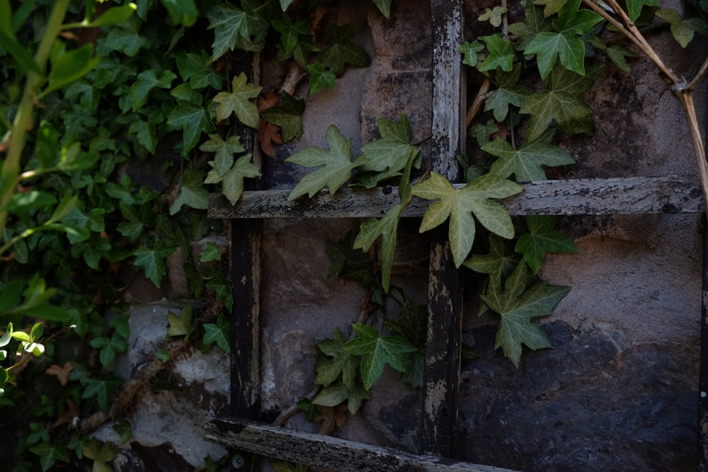 green plant on brown wooden pot