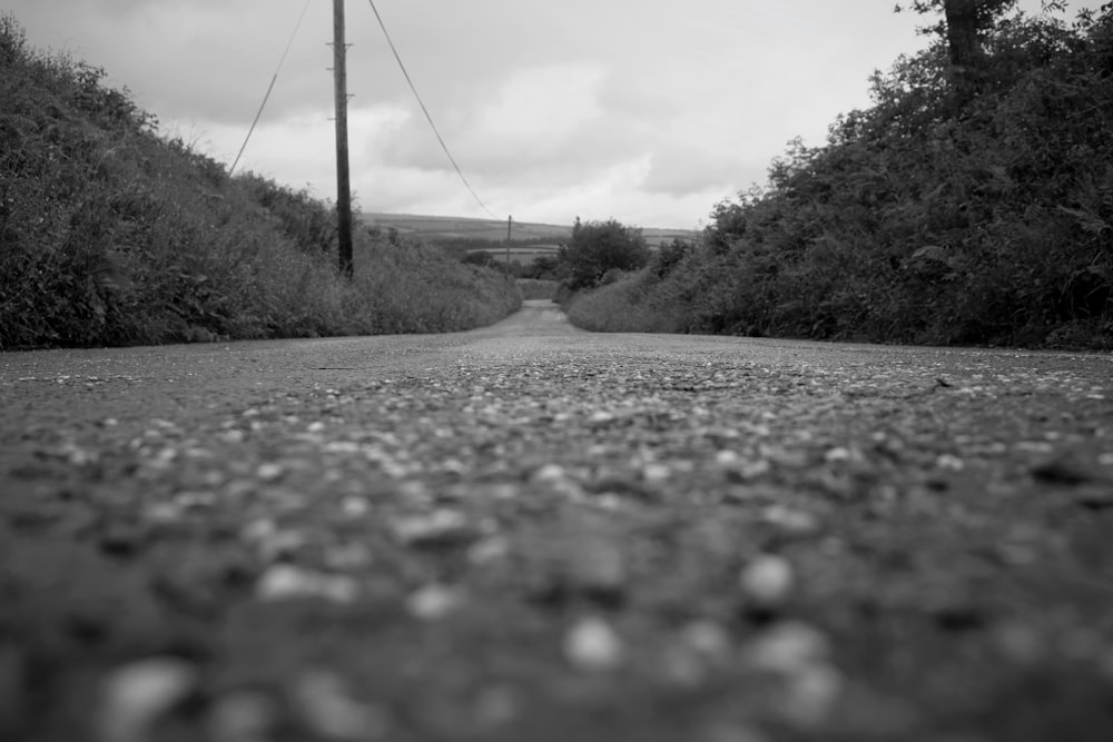 grayscale photo of road between trees