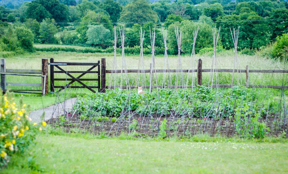 green grass field with brown wooden fence