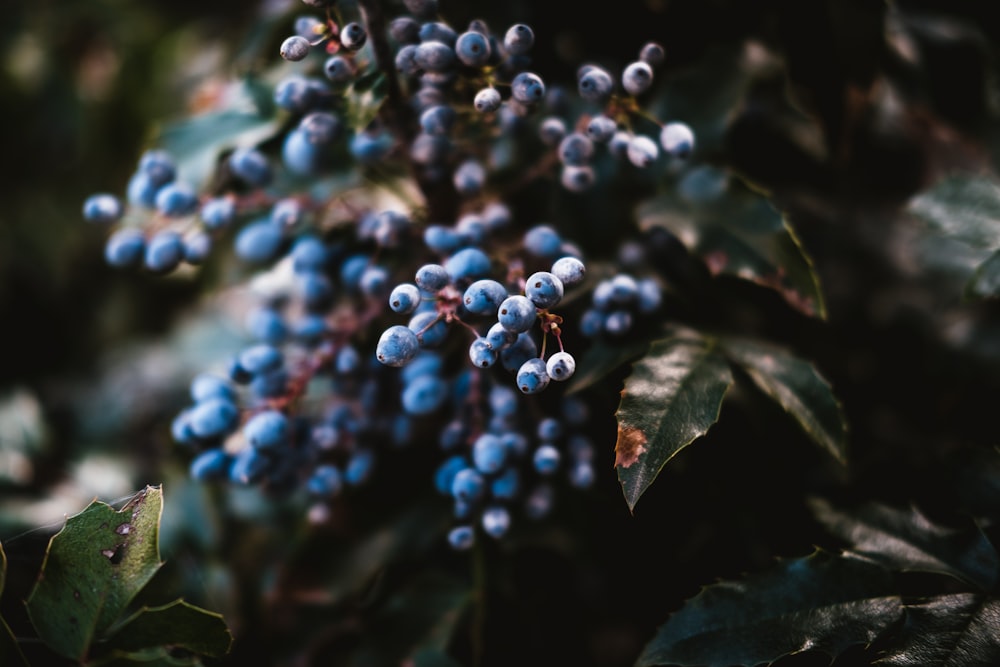 blue and white round fruits