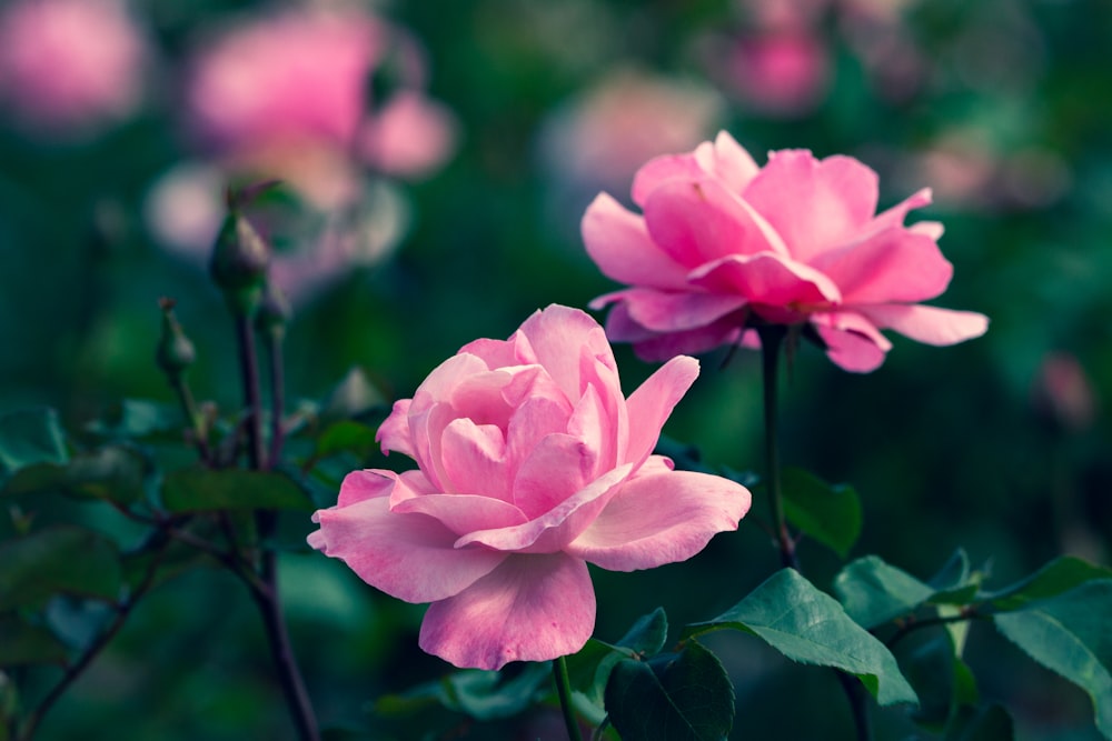 pink flower in tilt shift lens