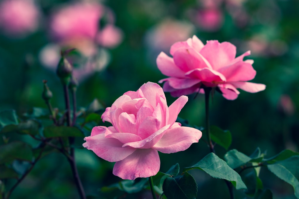 Best Flower Blooming Pictures Hd Download Free Images On Unsplash