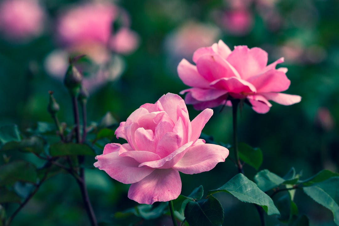 pink flower in tilt shift lens,