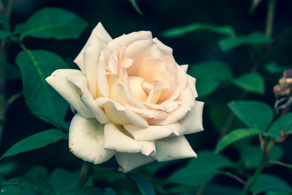 white rose in bloom during daytime