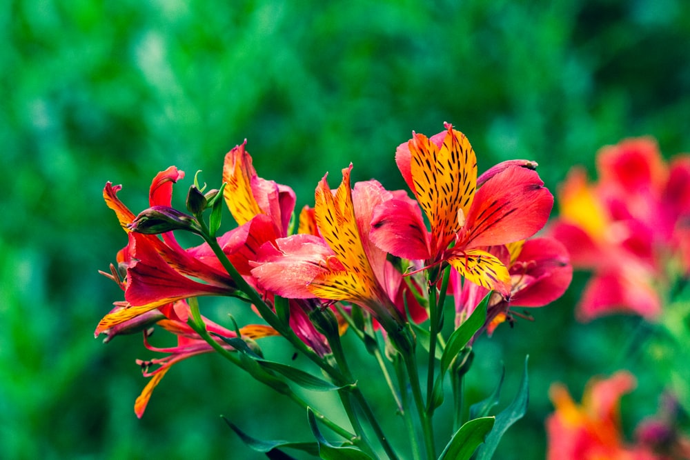 yellow and red flower in tilt shift lens