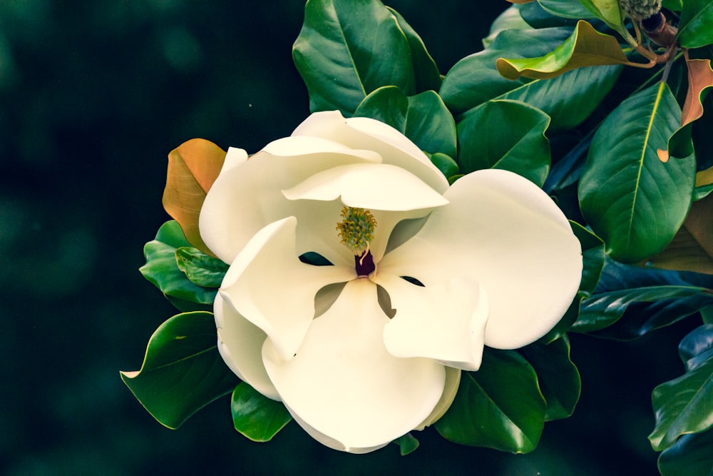 white flower with green leaves