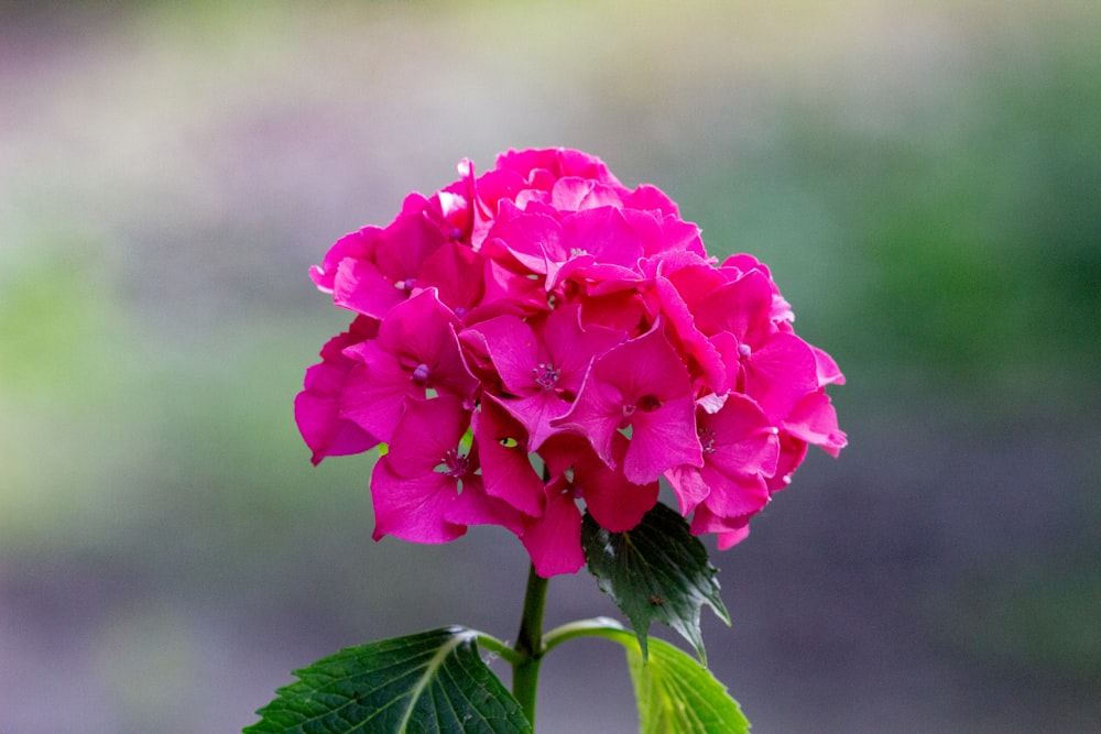 pink flower in tilt shift lens