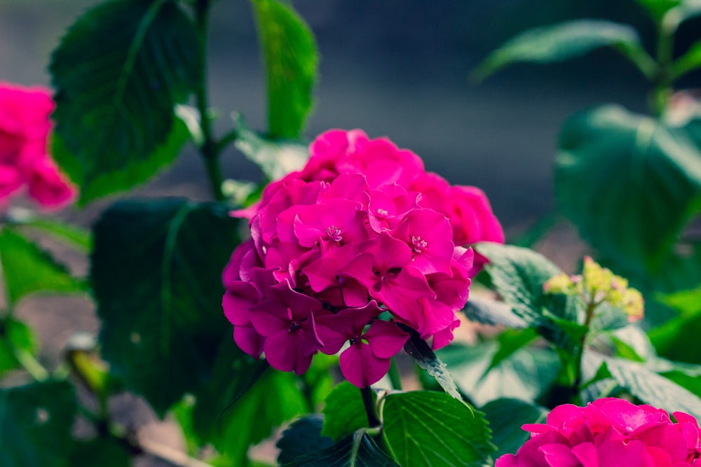 pink flower in tilt shift lens