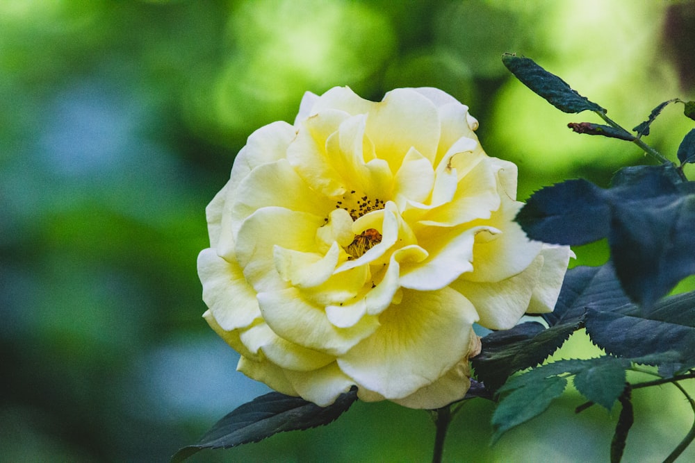 yellow flower in tilt shift lens