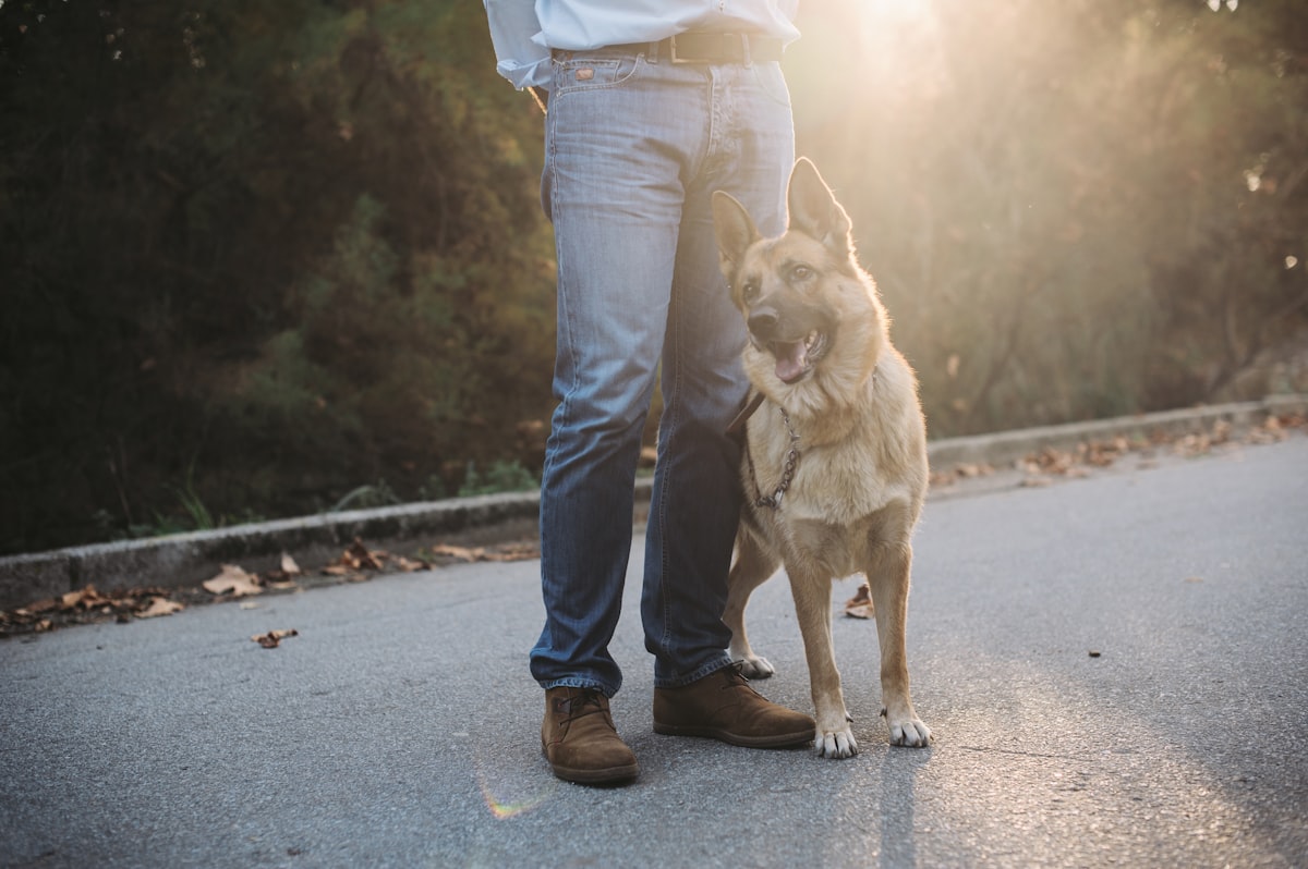 A happy dog out on a walk with its owner