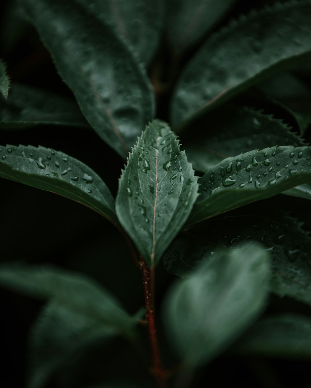 green leaves with water droplets